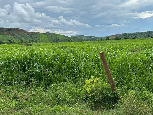 #3915 - Fazenda para Venda em Frei Inocêncio - MG - 3