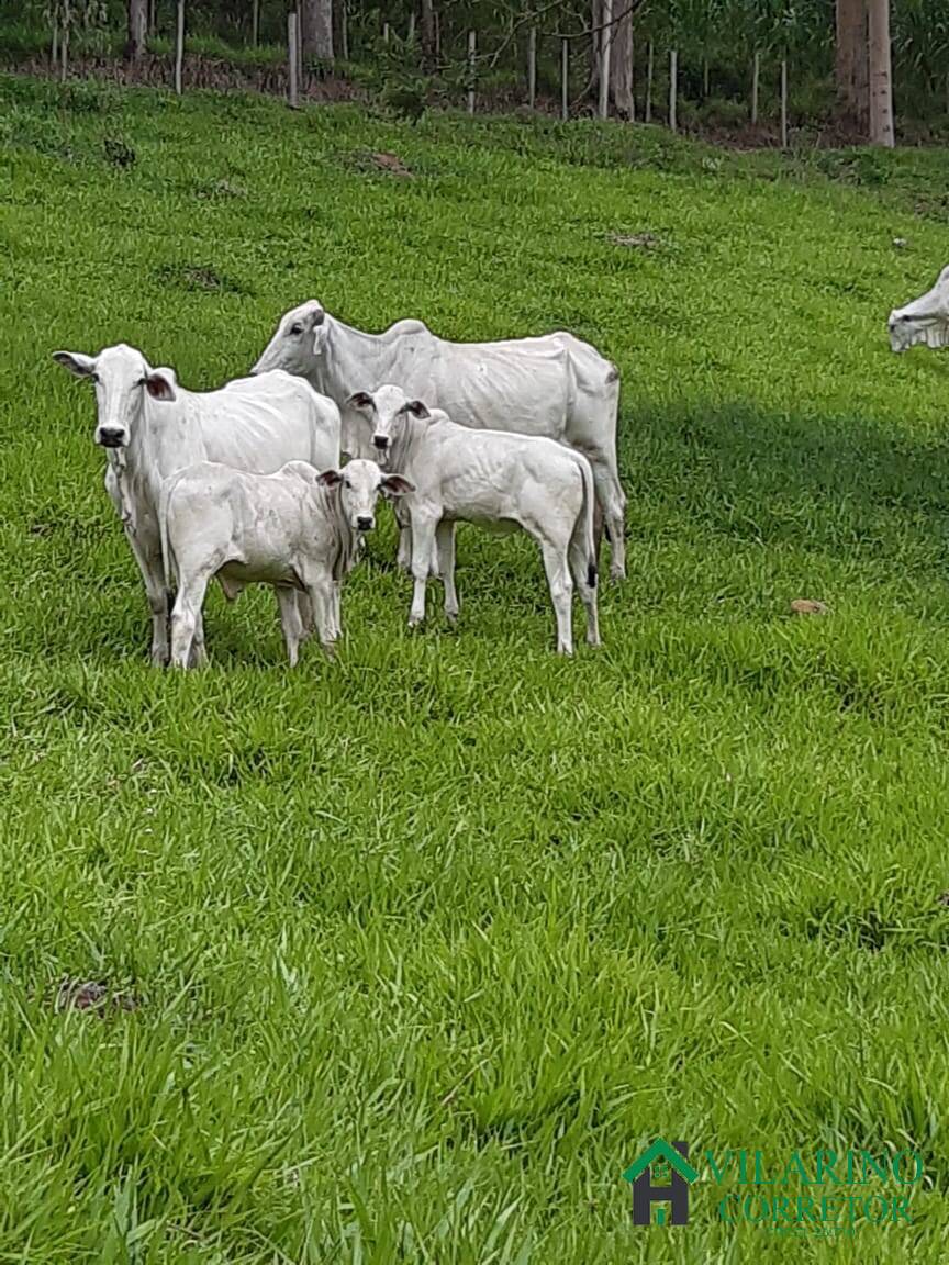 Fazenda à venda com 4 quartos, 400m² - Foto 53