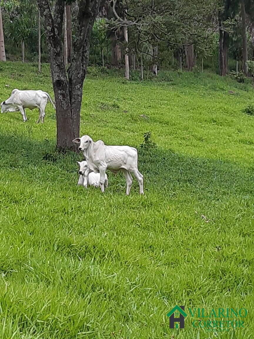 Fazenda à venda com 4 quartos, 400m² - Foto 54