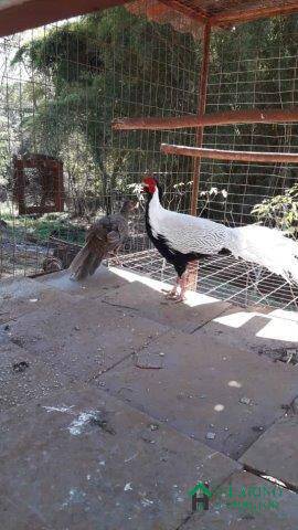 Fazenda à venda com 3 quartos, 700m² - Foto 36