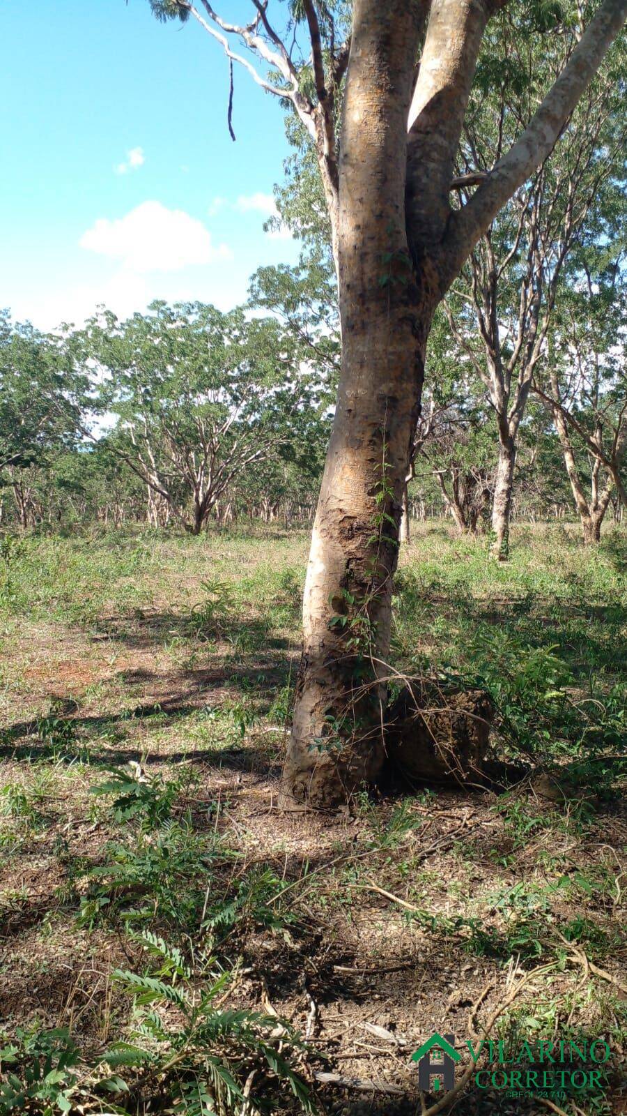 Fazenda à venda, 220000m² - Foto 1