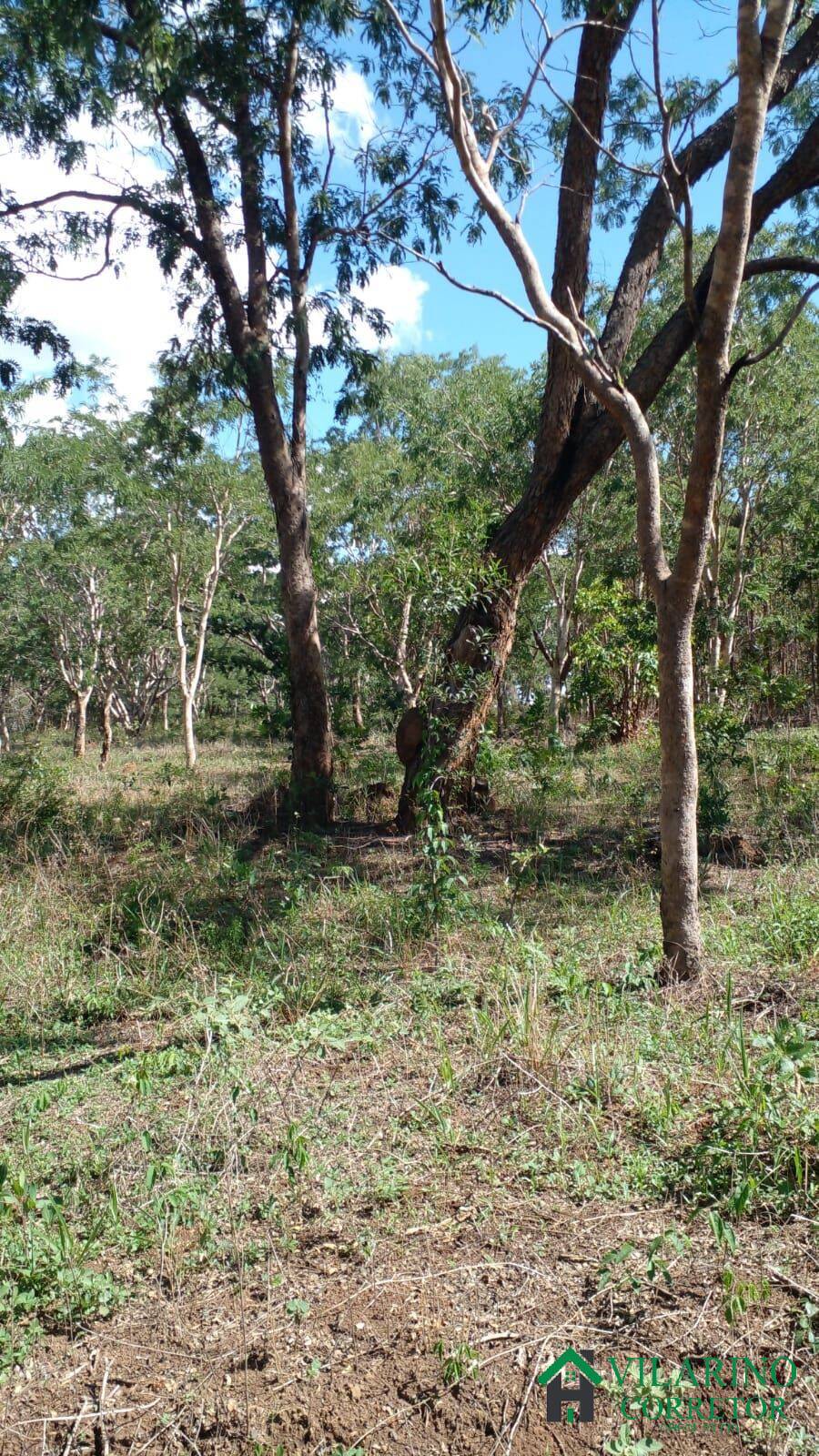 Fazenda à venda, 220000m² - Foto 5