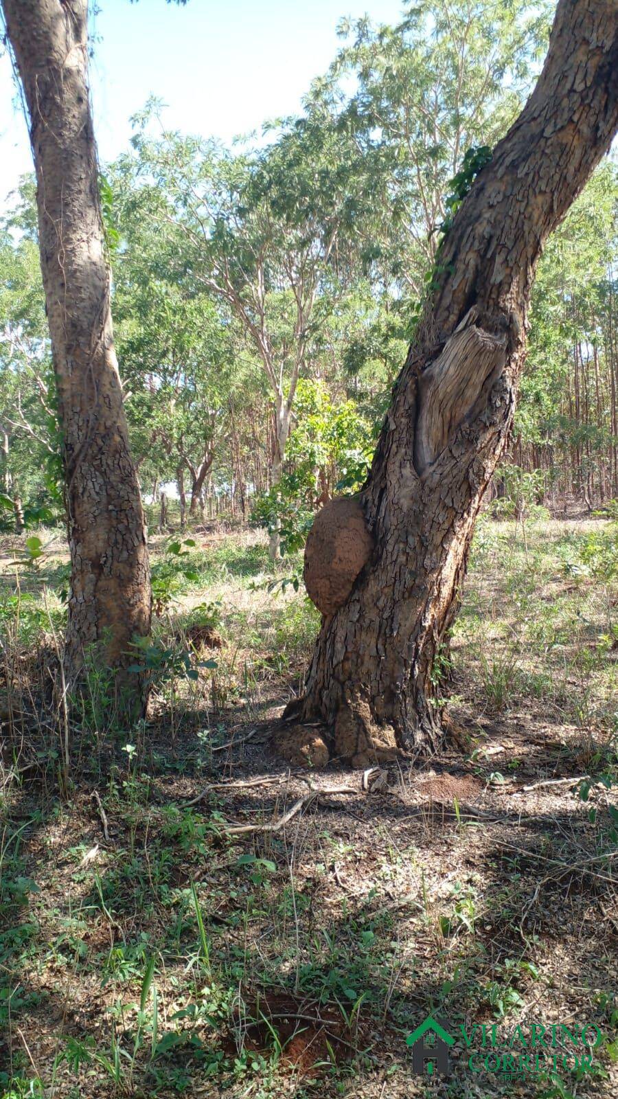 Fazenda à venda, 220000m² - Foto 3