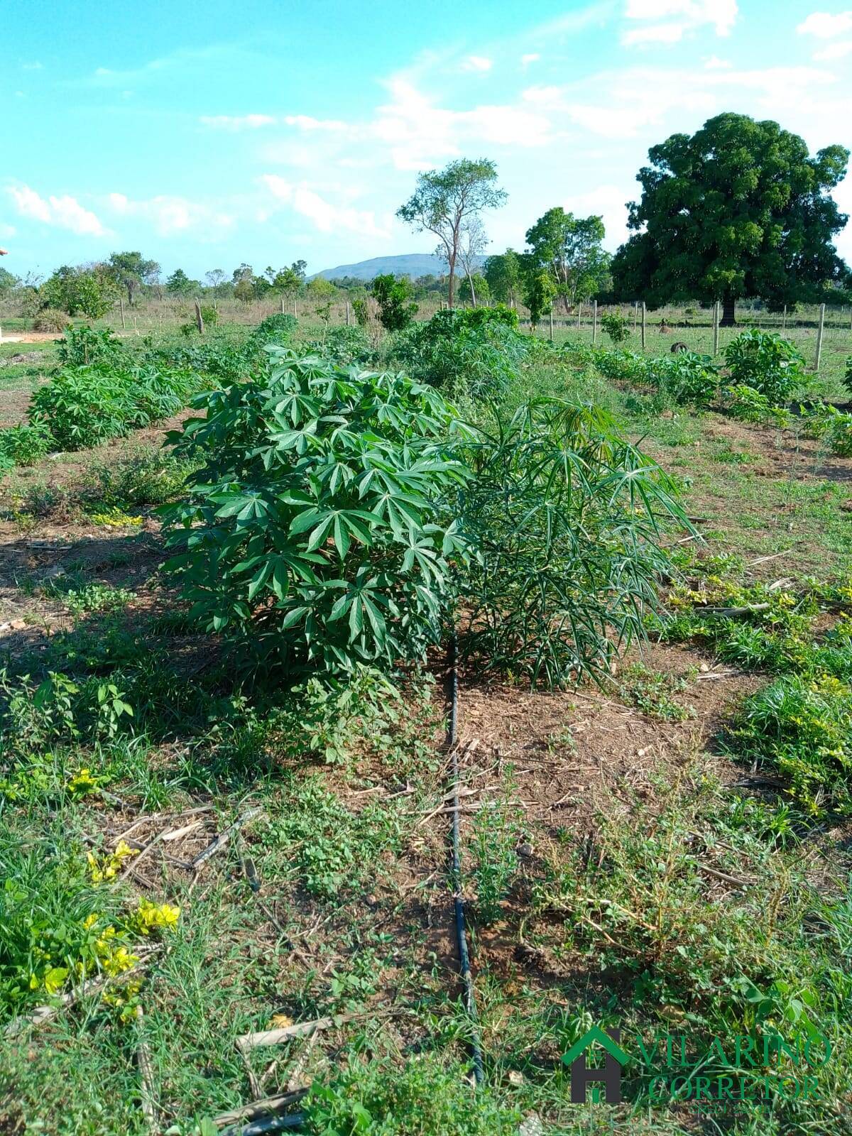 Fazenda à venda com 3 quartos, 200m² - Foto 46