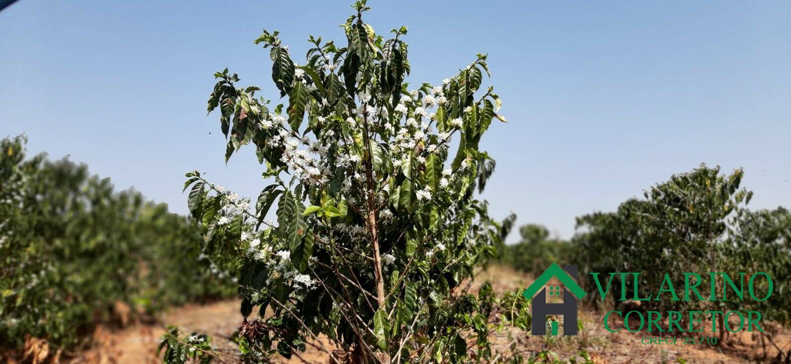 Fazenda à venda, 10m² - Foto 4