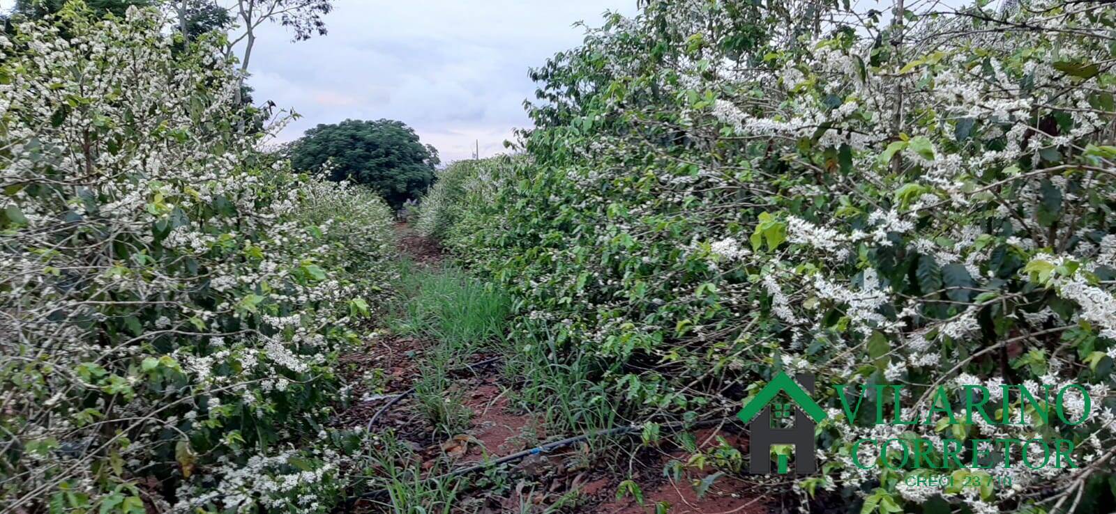 Fazenda à venda, 10m² - Foto 7