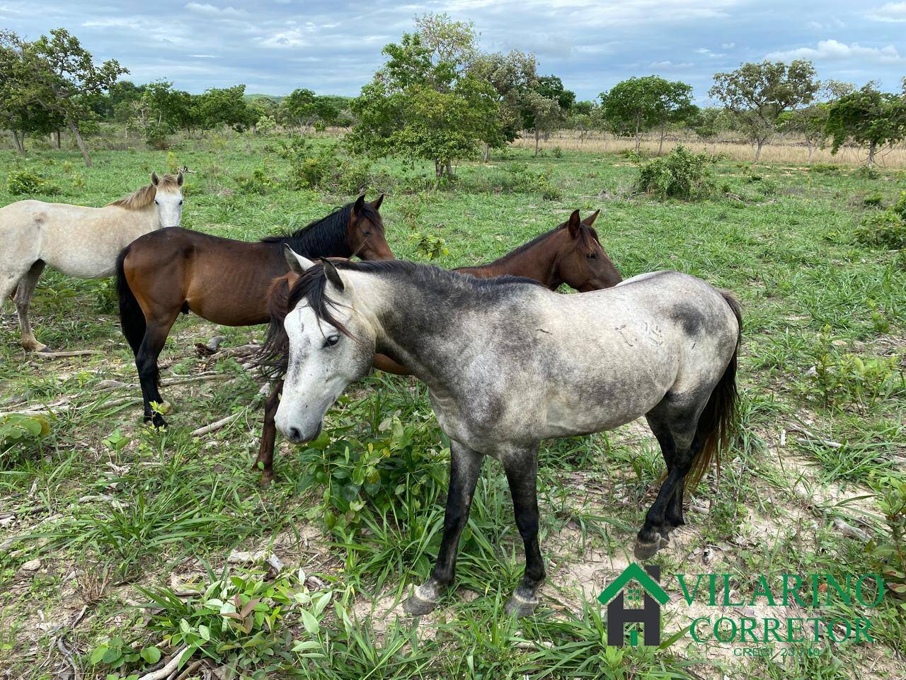 Fazenda à venda com 3 quartos, 600m² - Foto 4