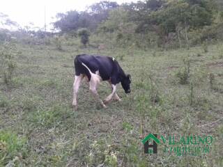 Fazenda à venda com 5 quartos, 450m² - Foto 25